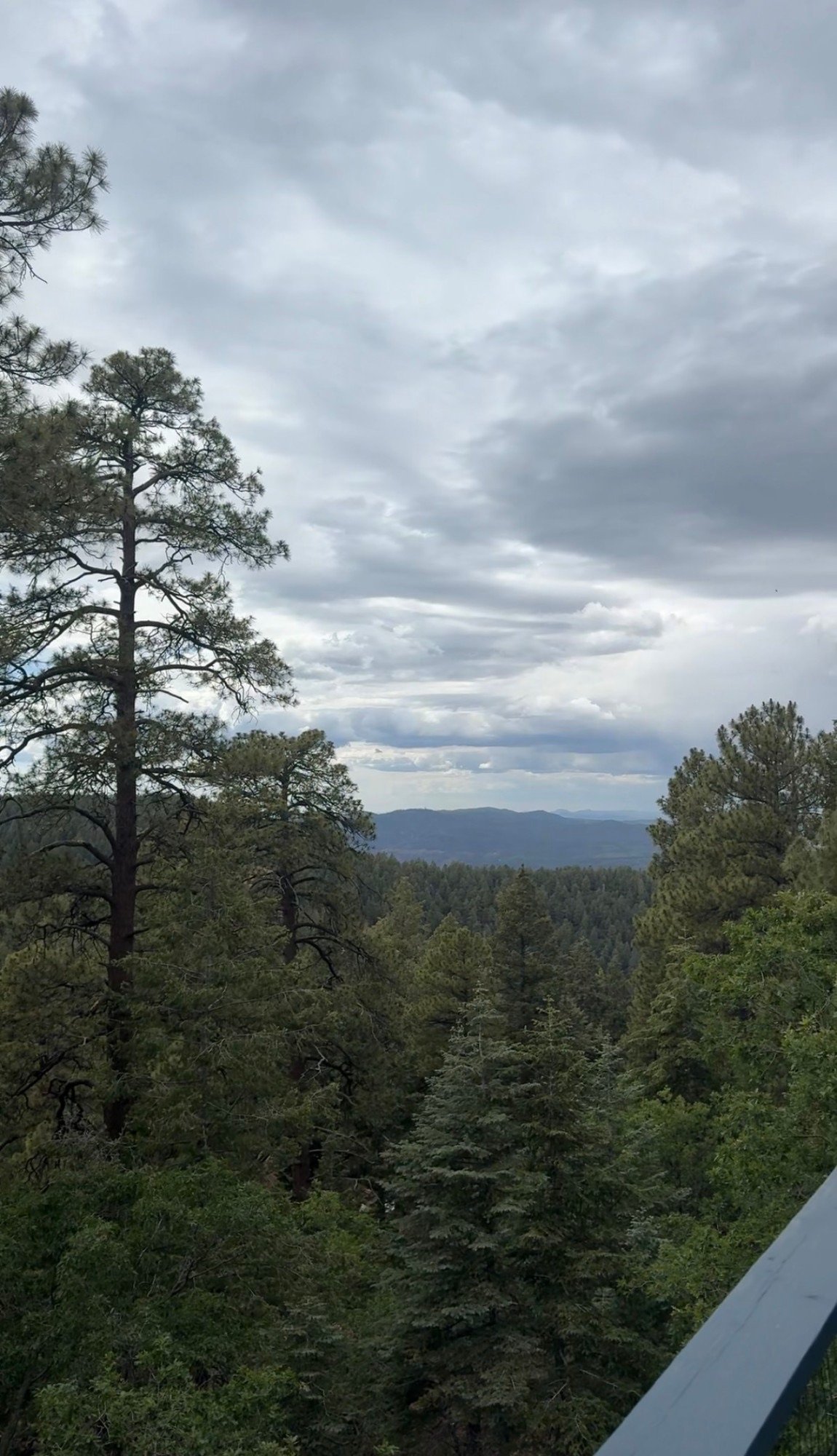 Ponderosa pines and mountain views in the Prescott National Forest